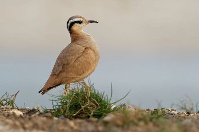 Cream-Coloured Courser