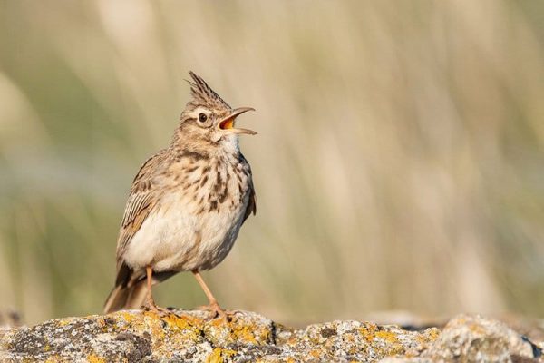 Crested Lark