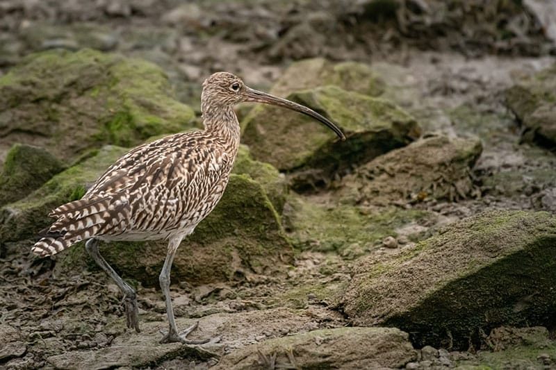 Curlew