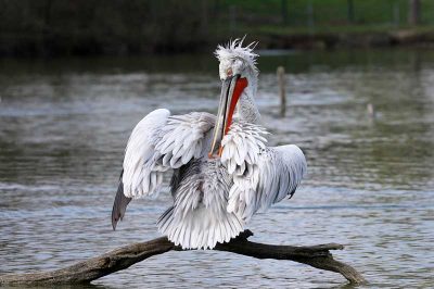 Dalmatian Pelican