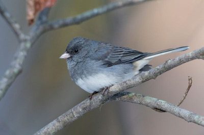 Dark-Eyed Junco