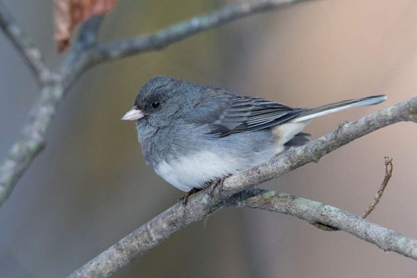 Dark-Eyed Junco
