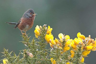 Dartford Warbler
