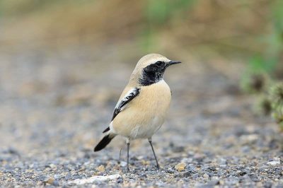 Desert Wheatear