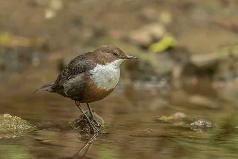 Dipper