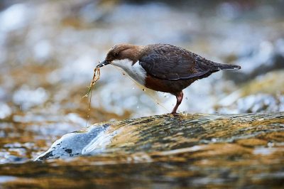 Dipper