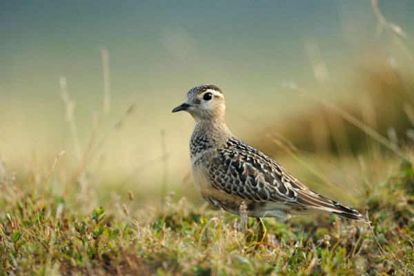 Dotterel
