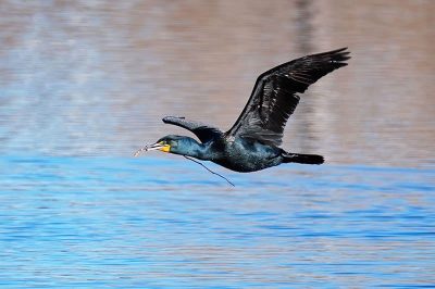 Double-Crested Cormorant