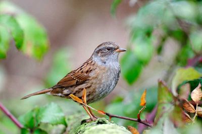 Dunnock