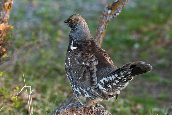 Dusky Grouse