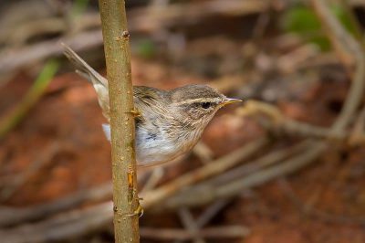 Dusky Warbler