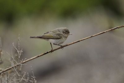 Eastern Bonelli's Warbler