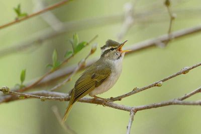 Eastern Crowned Warbler