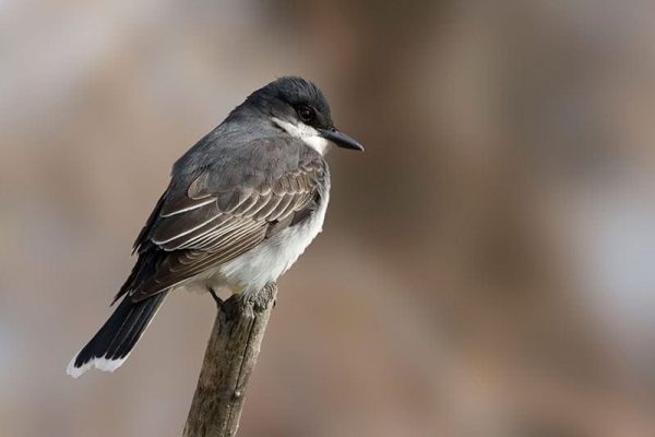 Eastern Kingbird