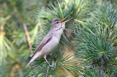 Eastern Olivaceous Warbler