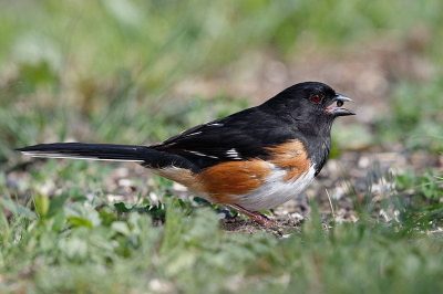 Eastern Towhee
