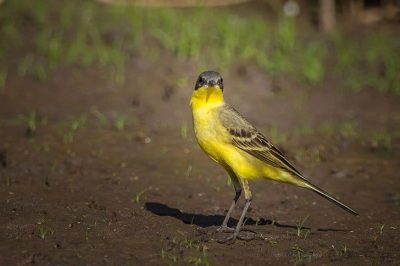 Eastern Yellow Wagtail