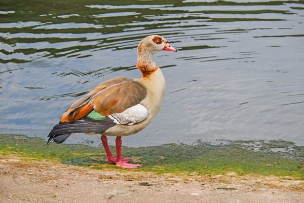 Egyptian Goose