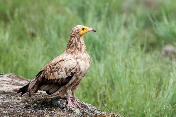 Egyptian Vulture