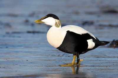 Eider
