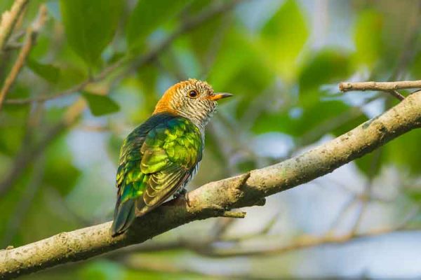 Emerald Cuckoo