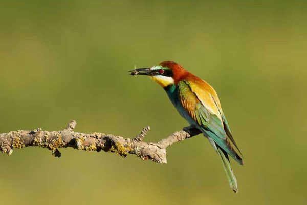 European Bee Eater