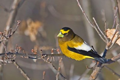 Evening Grosbeak