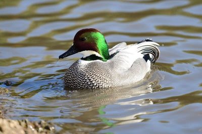 Falcated Duck