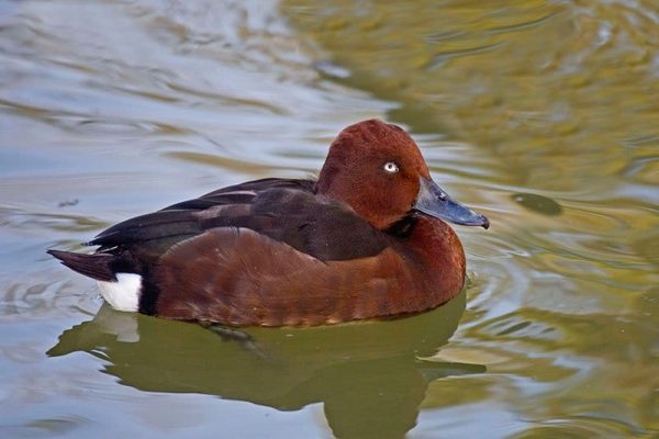 Ferruginous Duck