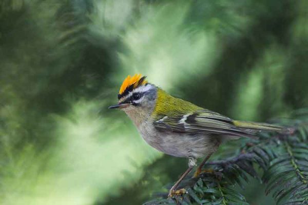 Firecrest