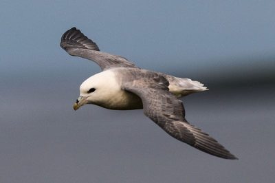 Fulmar