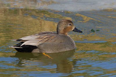 Gadwall