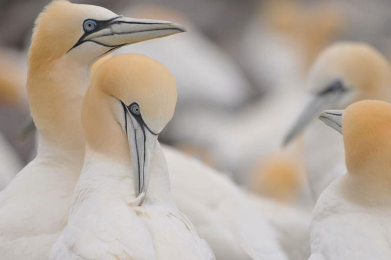 Gannets