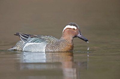 Garganey