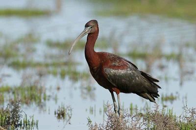 Glossy Ibis