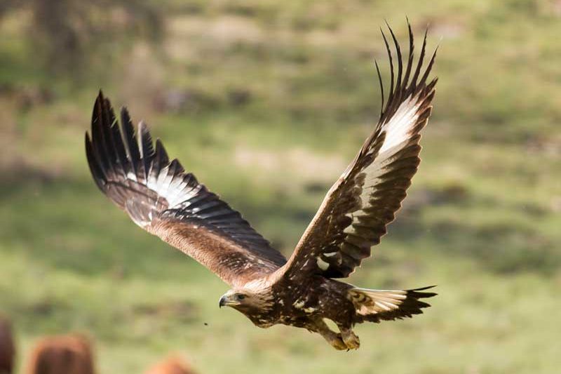 Golden Eagle