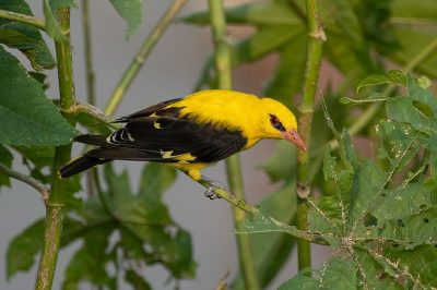 Golden Oriole