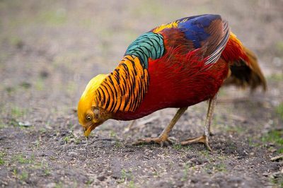 Golden Pheasant