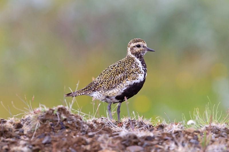 Golden Plover