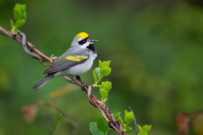 Golden-Winged Warbler