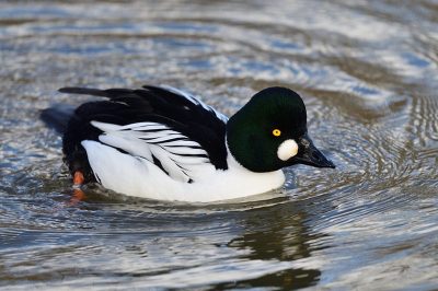 Goldeneye