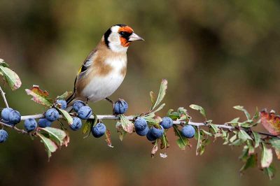 Goldfinch