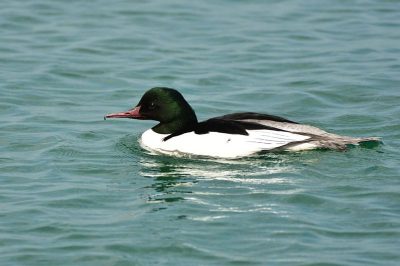 Goosander