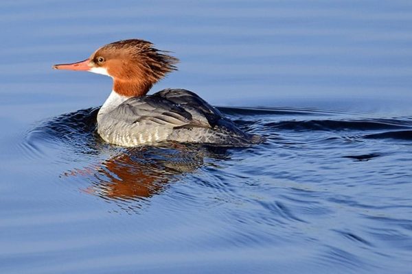 Female Goosander