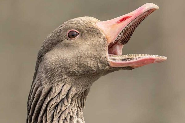 Goose Showing Teeth
