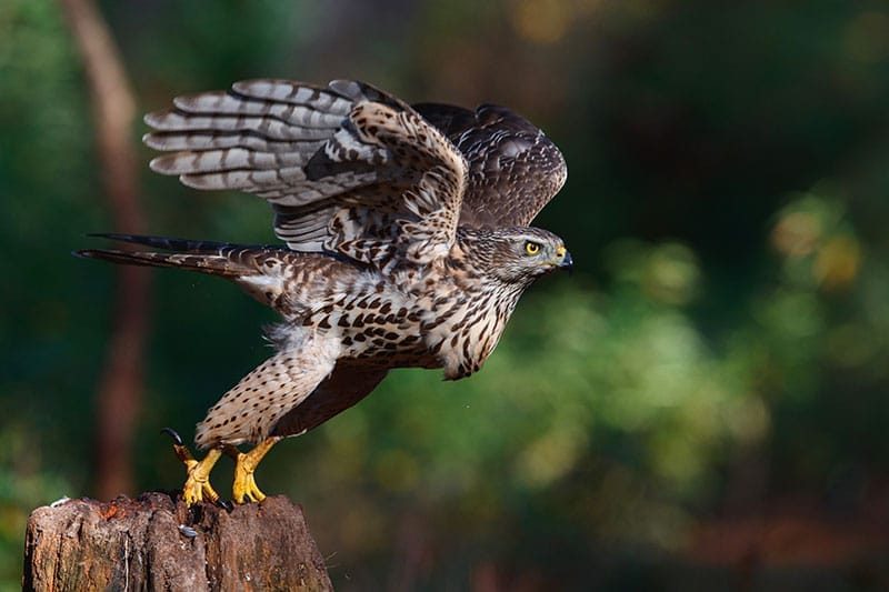 Goshawk