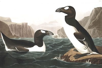 Great Auk