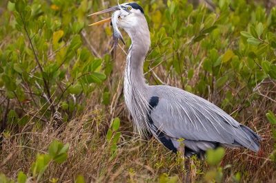 Great Blue Heron
