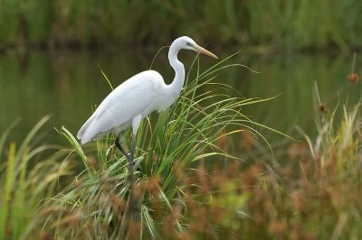 Great White Egret