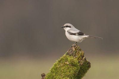Great Grey Shrike